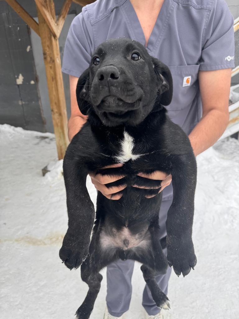 Enlarge Liebherr, a Adoptable mixed breed in Winnipeg, MB image 1/1