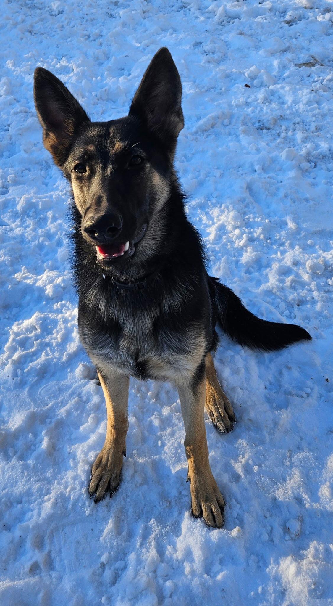 Enlarge Blueberry Jam, a Adoptable German Shepherd Dog in Lakewood, CO image 1/3