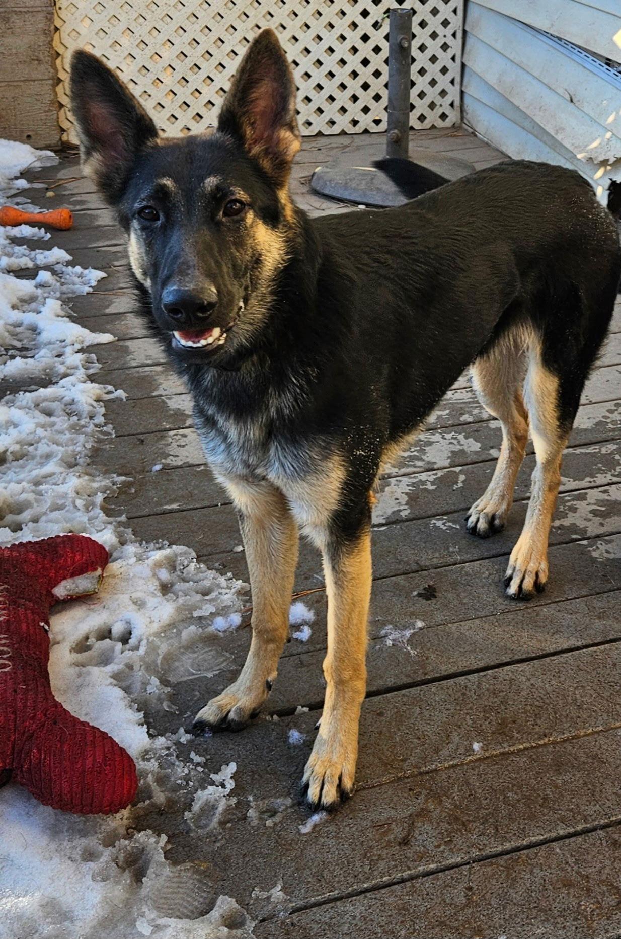 Enlarge Blueberry Jam, a Adoptable German Shepherd Dog in Lakewood, CO image 2/3
