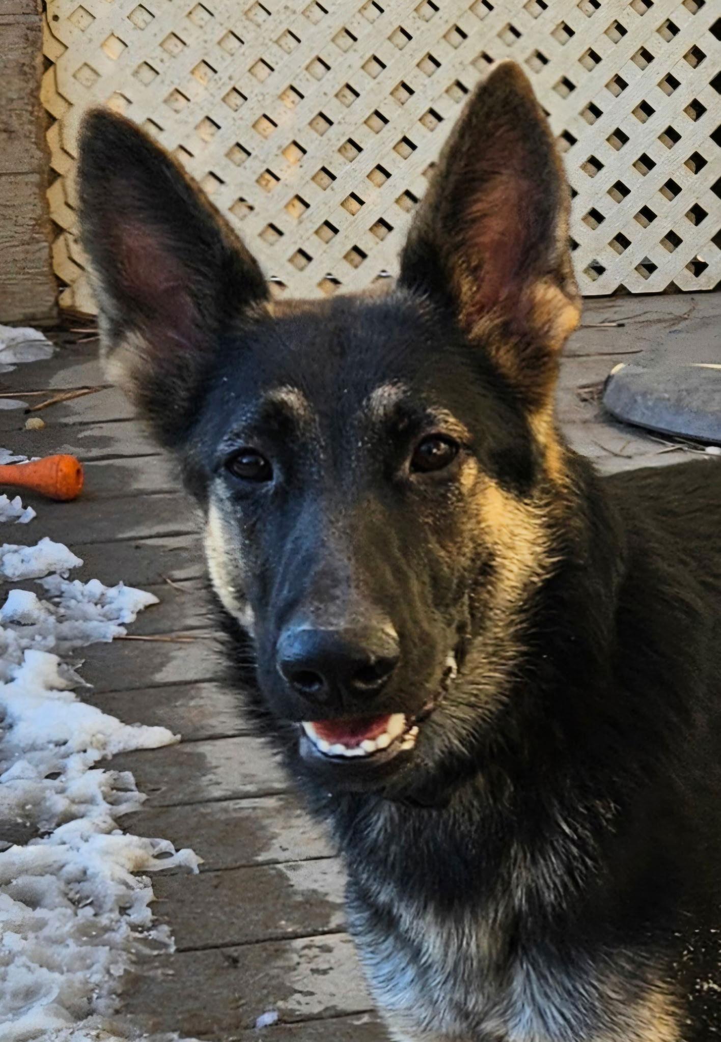 Enlarge Blueberry Jam, a Adoptable German Shepherd Dog in Lakewood, CO image 3/3