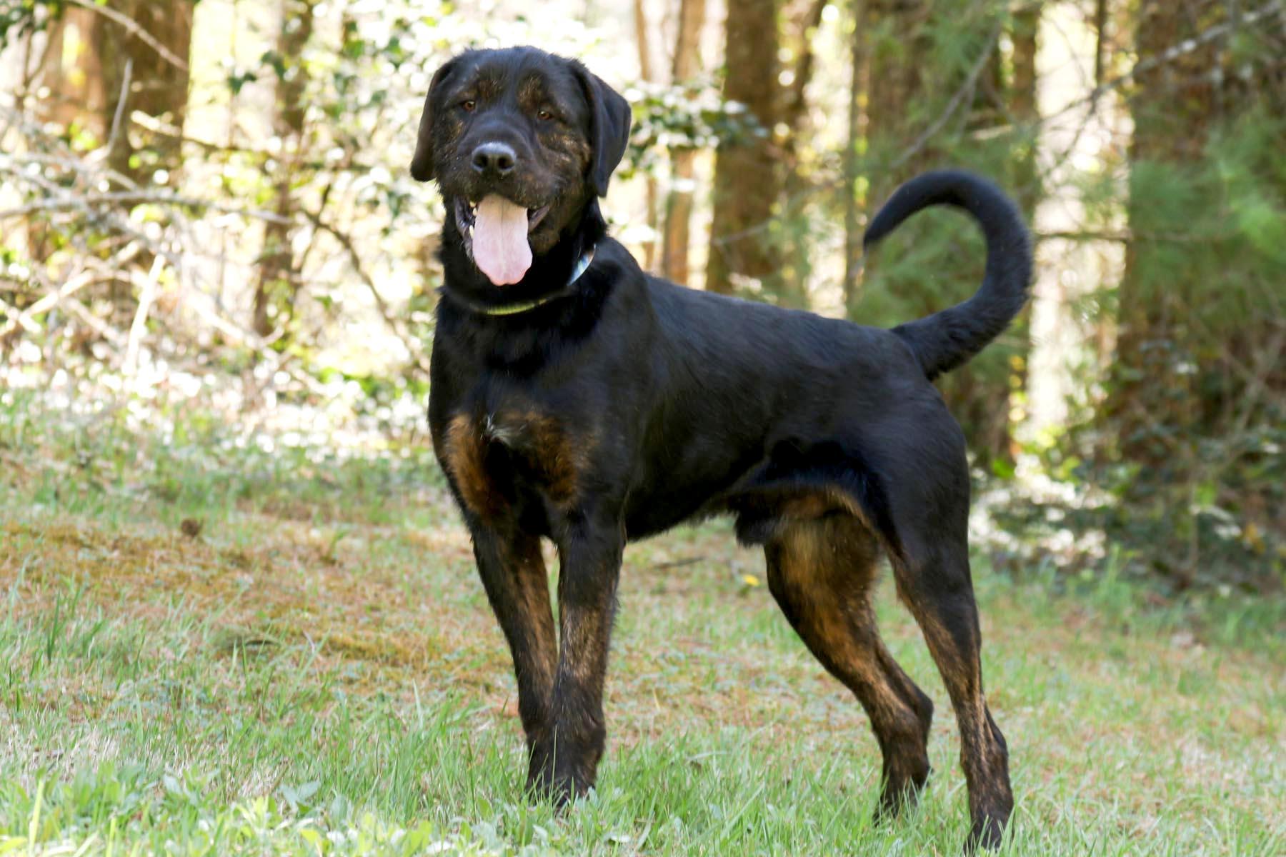 Enlarge Luke, a Adoptable mixed breed in Cashiers, NC image 1/6