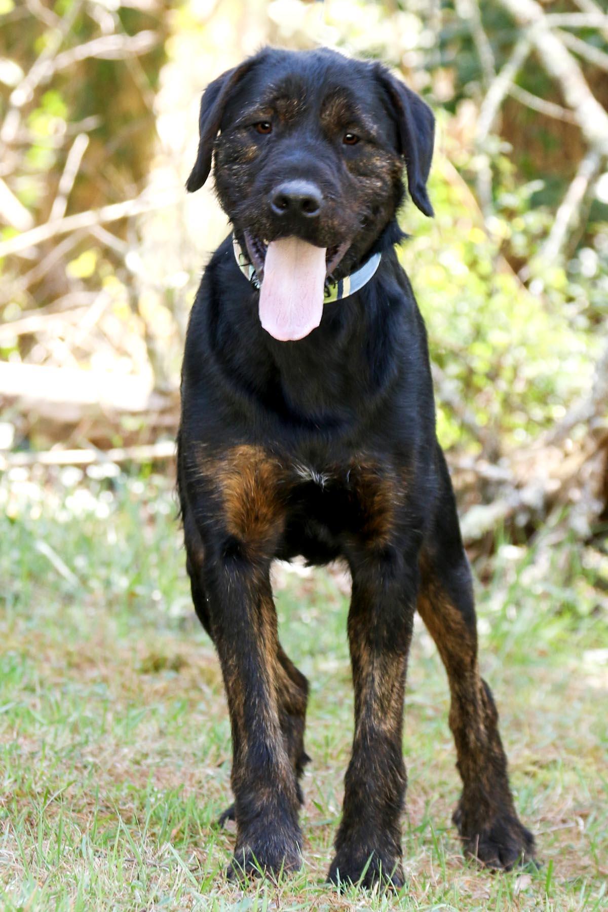 Enlarge Luke, a Adoptable mixed breed in Cashiers, NC image 2/6