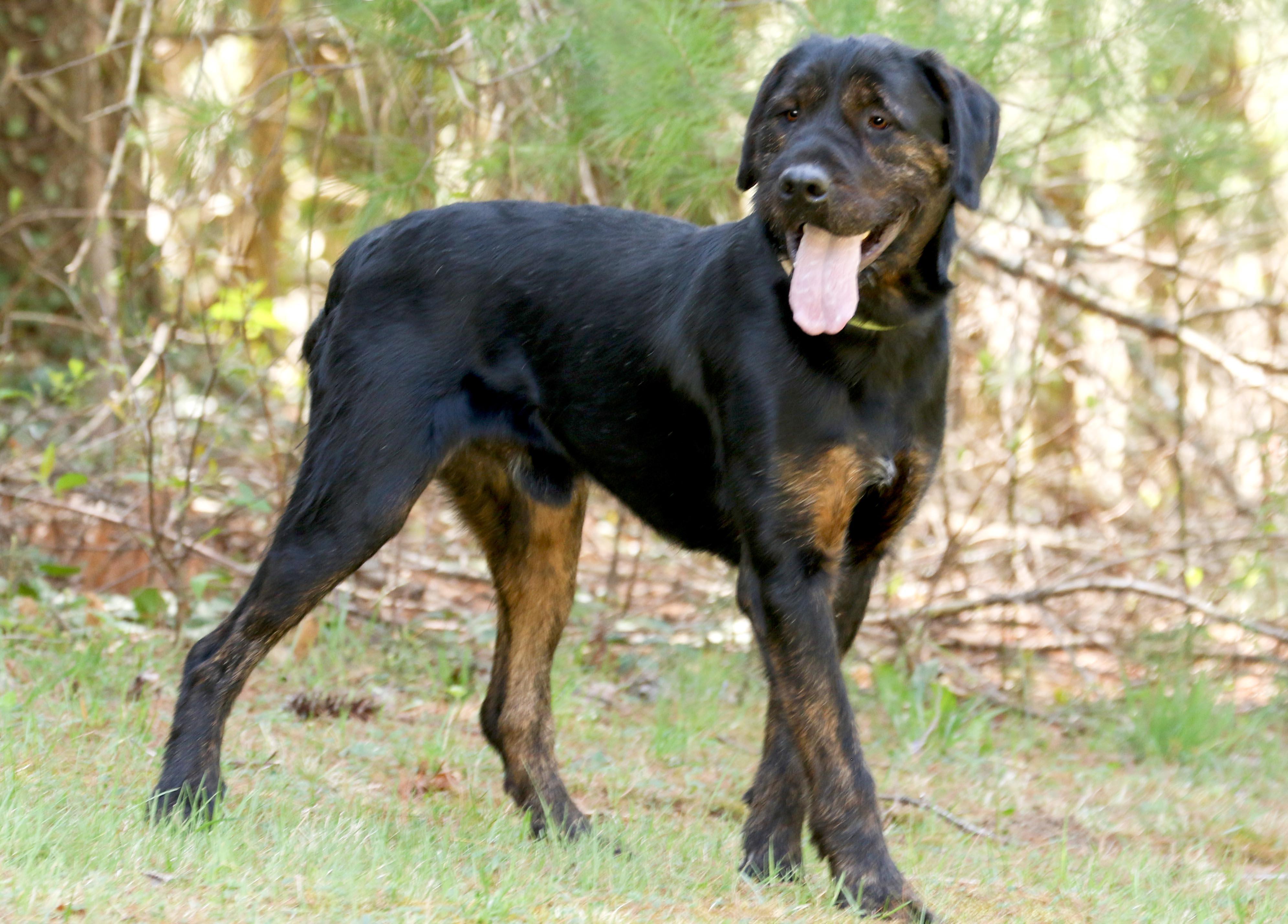 Enlarge Luke, a Adoptable mixed breed in Cashiers, NC image 3/6