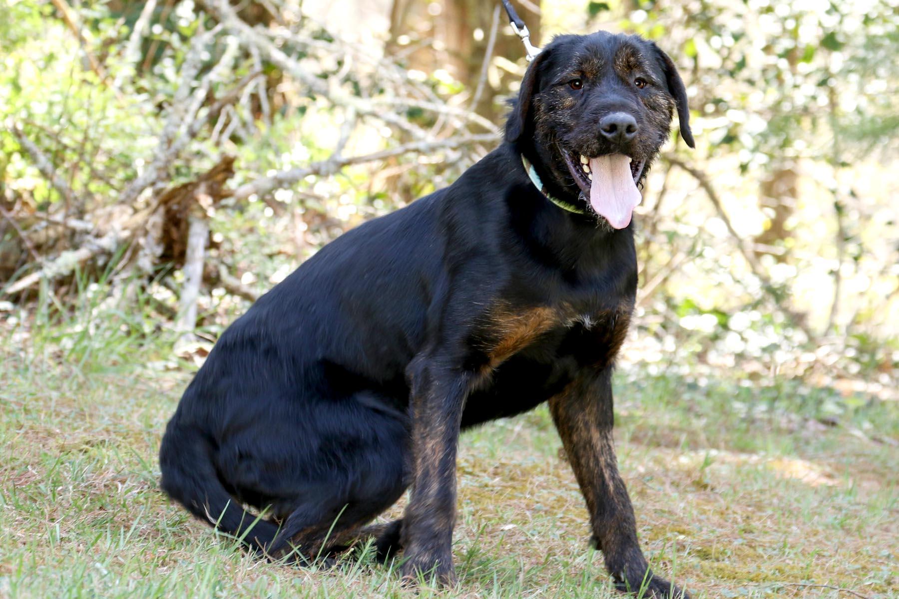 Enlarge Luke, a Adoptable mixed breed in Cashiers, NC image 4/6