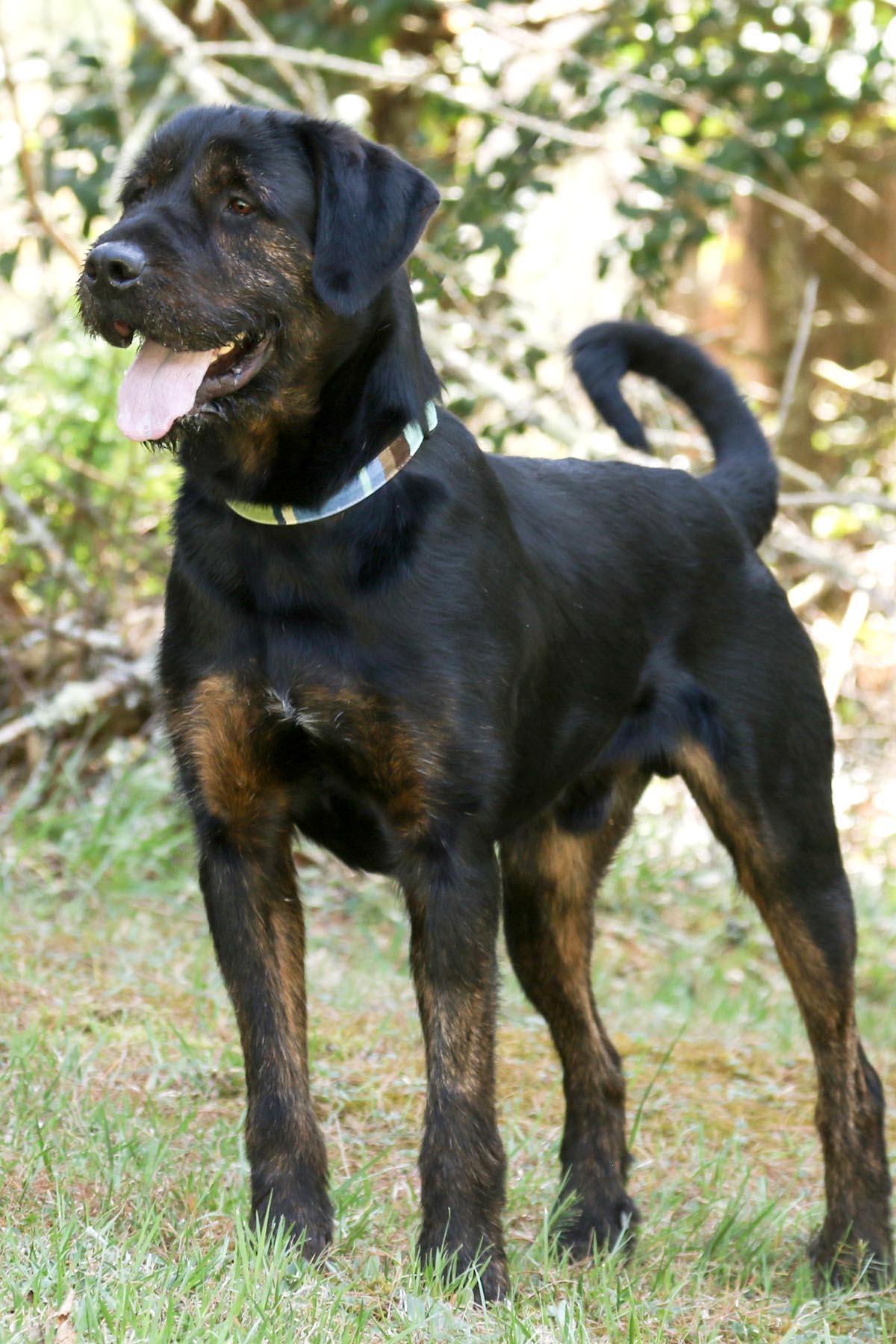 Enlarge Luke, a Adoptable mixed breed in Cashiers, NC image 5/6