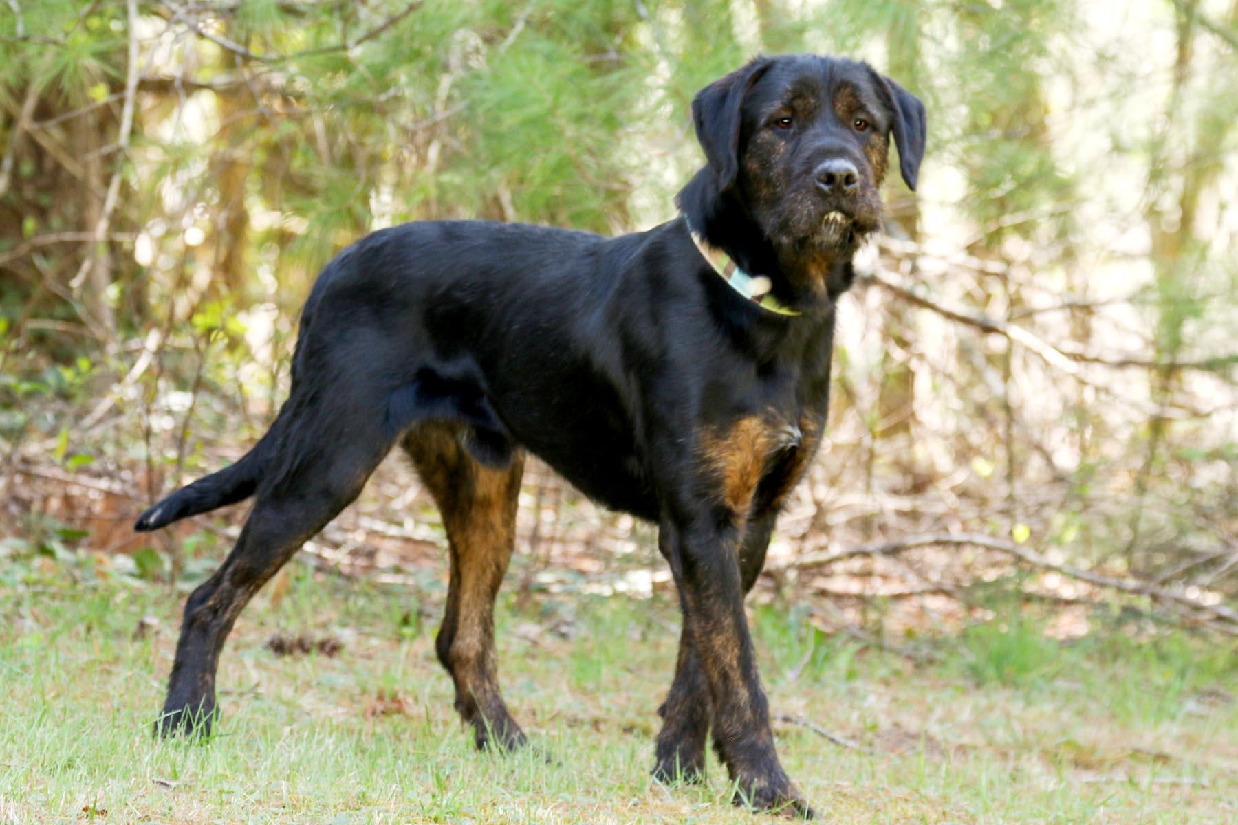 Enlarge Luke, a Adoptable mixed breed in Cashiers, NC image 6/6