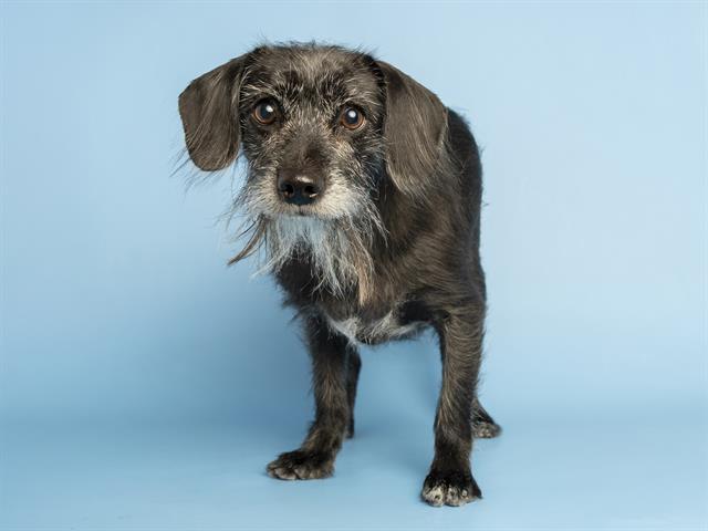 OREO, Adoptable, Adult Male Scottish Terrier & Dachshund.