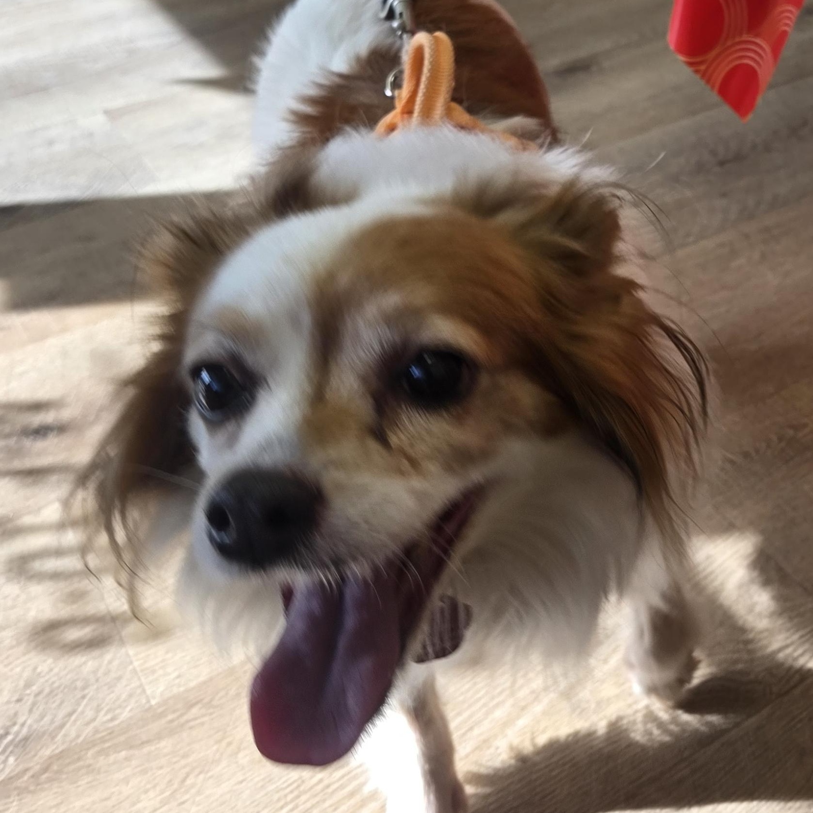 Enlarge Lucy, a ADOPTABLE mixed breed in West Valley, UT image 1/5