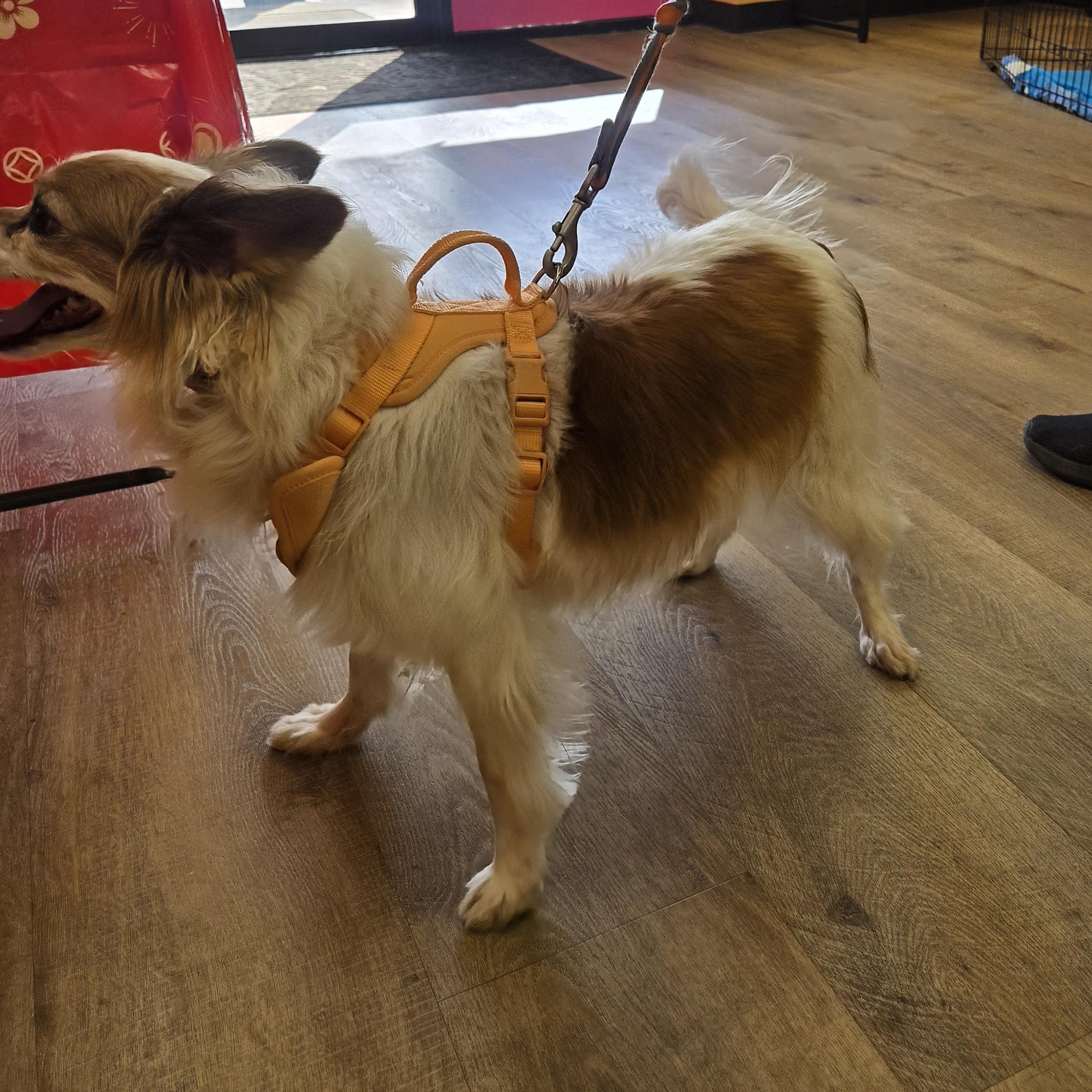 Enlarge Lucy, a ADOPTABLE mixed breed in West Valley, UT image 5/5