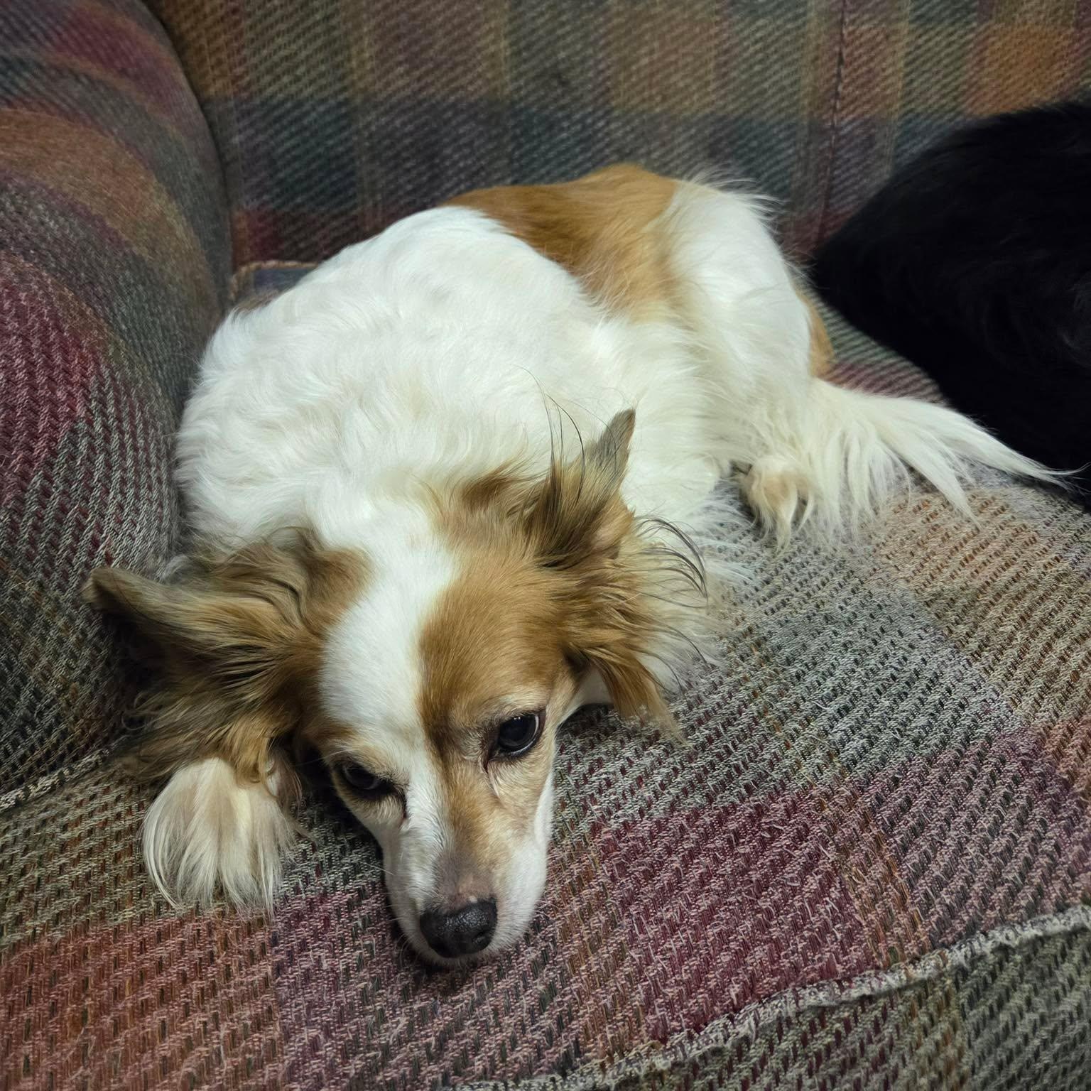 Enlarge Lucy, a ADOPTABLE mixed breed in West Valley, UT image 3/5