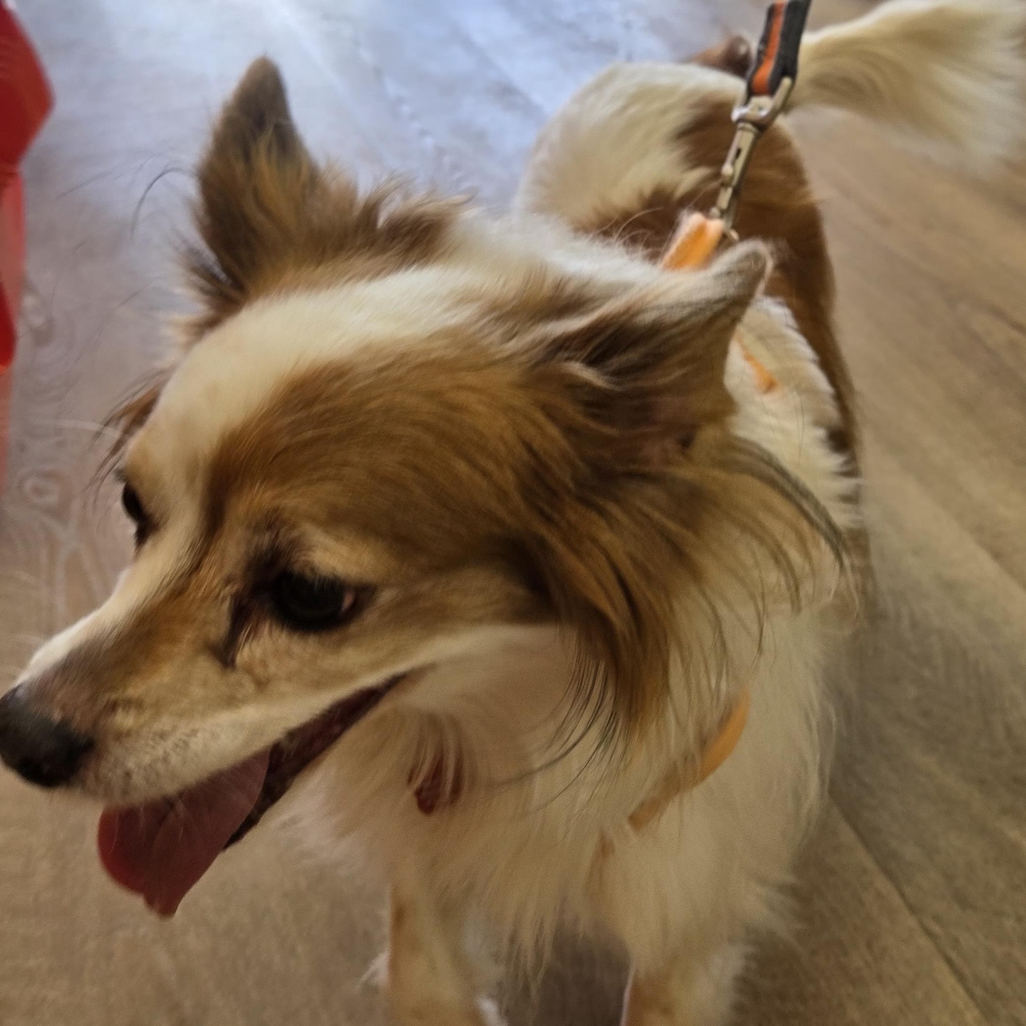 Enlarge Lucy, a ADOPTABLE mixed breed in West Valley, UT image 2/5