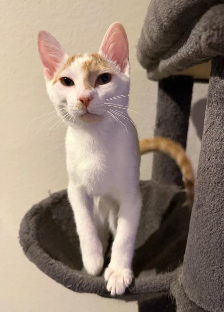 Enlarge Glidden, a Adoptable mixed breed in Magnolia, TX image 1/2