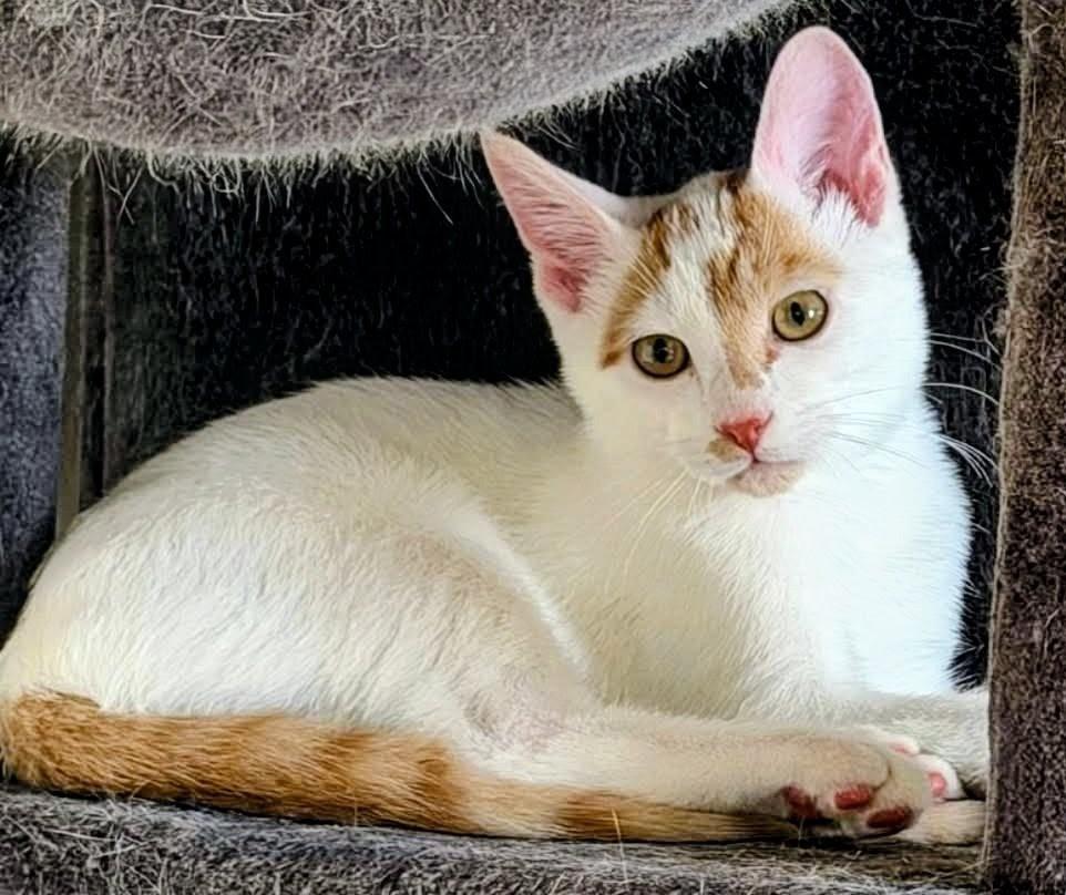 Enlarge Glidden, a Adoptable mixed breed in Magnolia, TX image 2/2