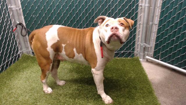 NALA, Adoptable, Adult Female Pit Bull Terrier.