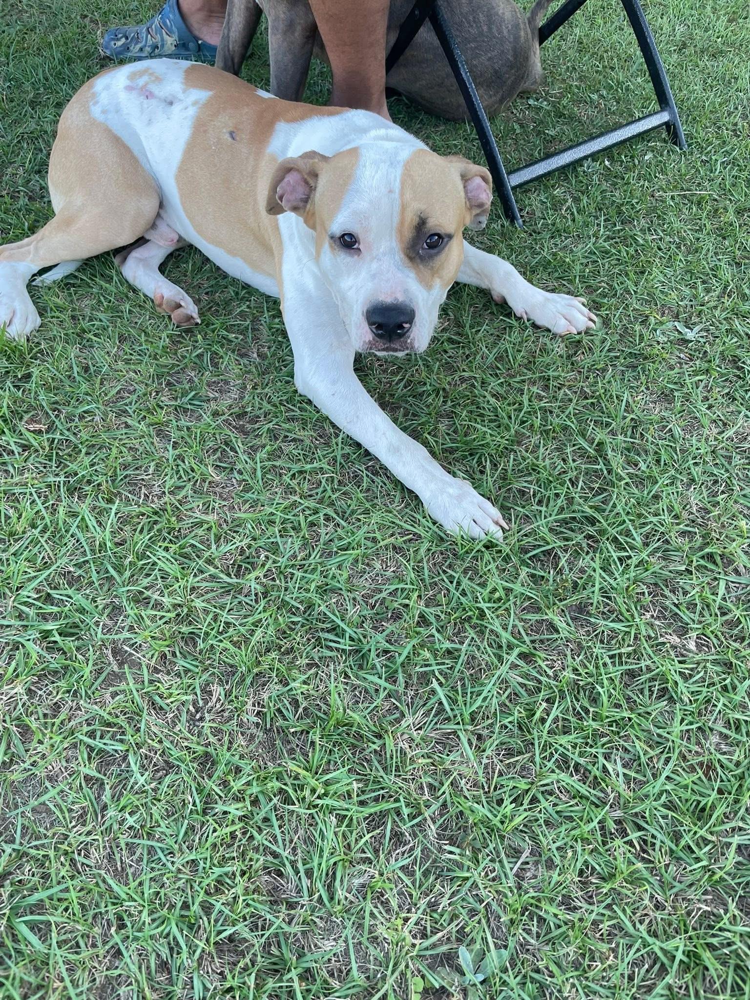 Enlarge Bandit, a Adoptable mixed breed in Mount Hermon, LA image 1/6