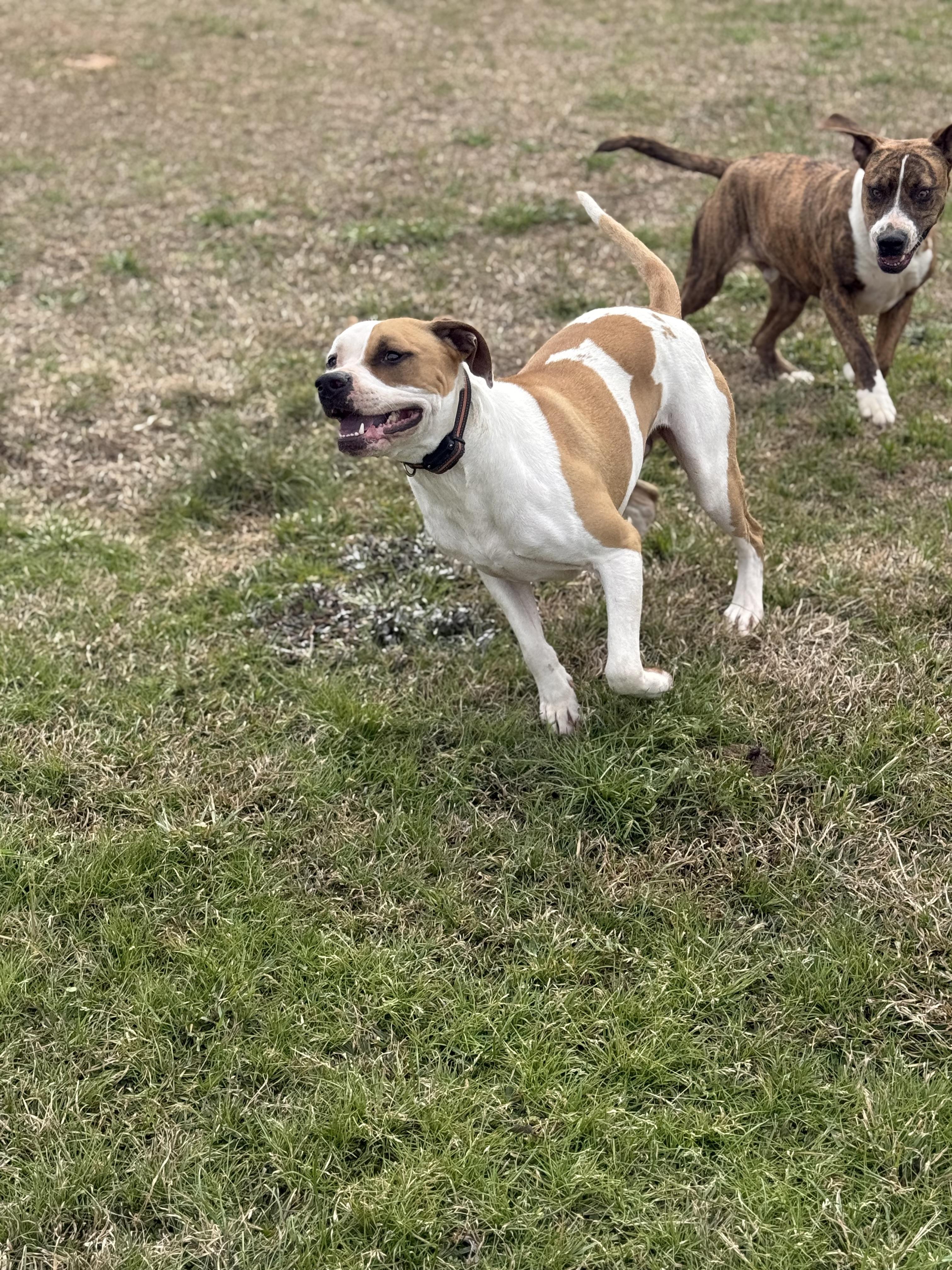 Enlarge Bandit, a Adoptable mixed breed in Mount Hermon, LA image 2/6