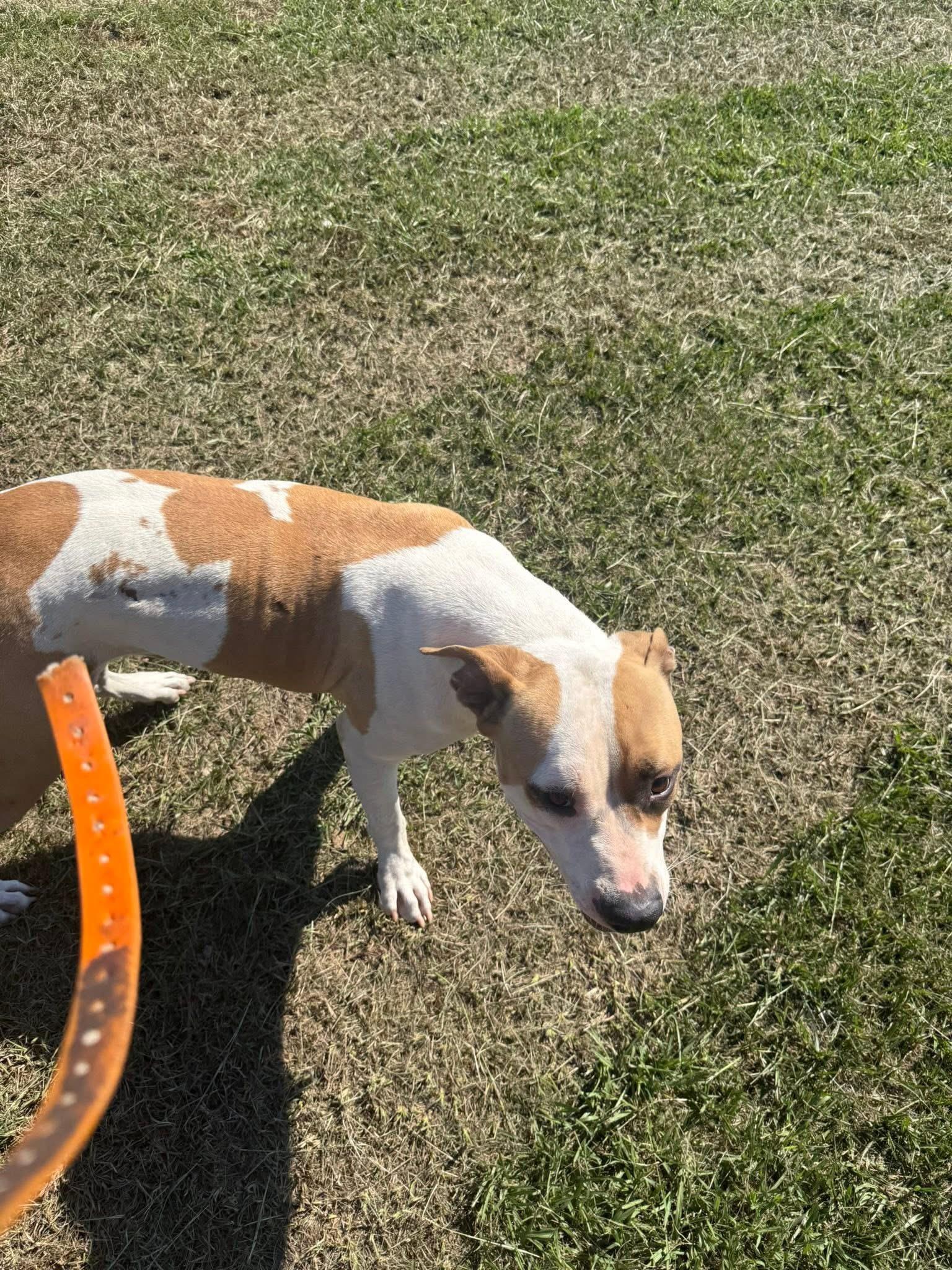Enlarge Bandit, a Adoptable mixed breed in Mount Hermon, LA image 5/6