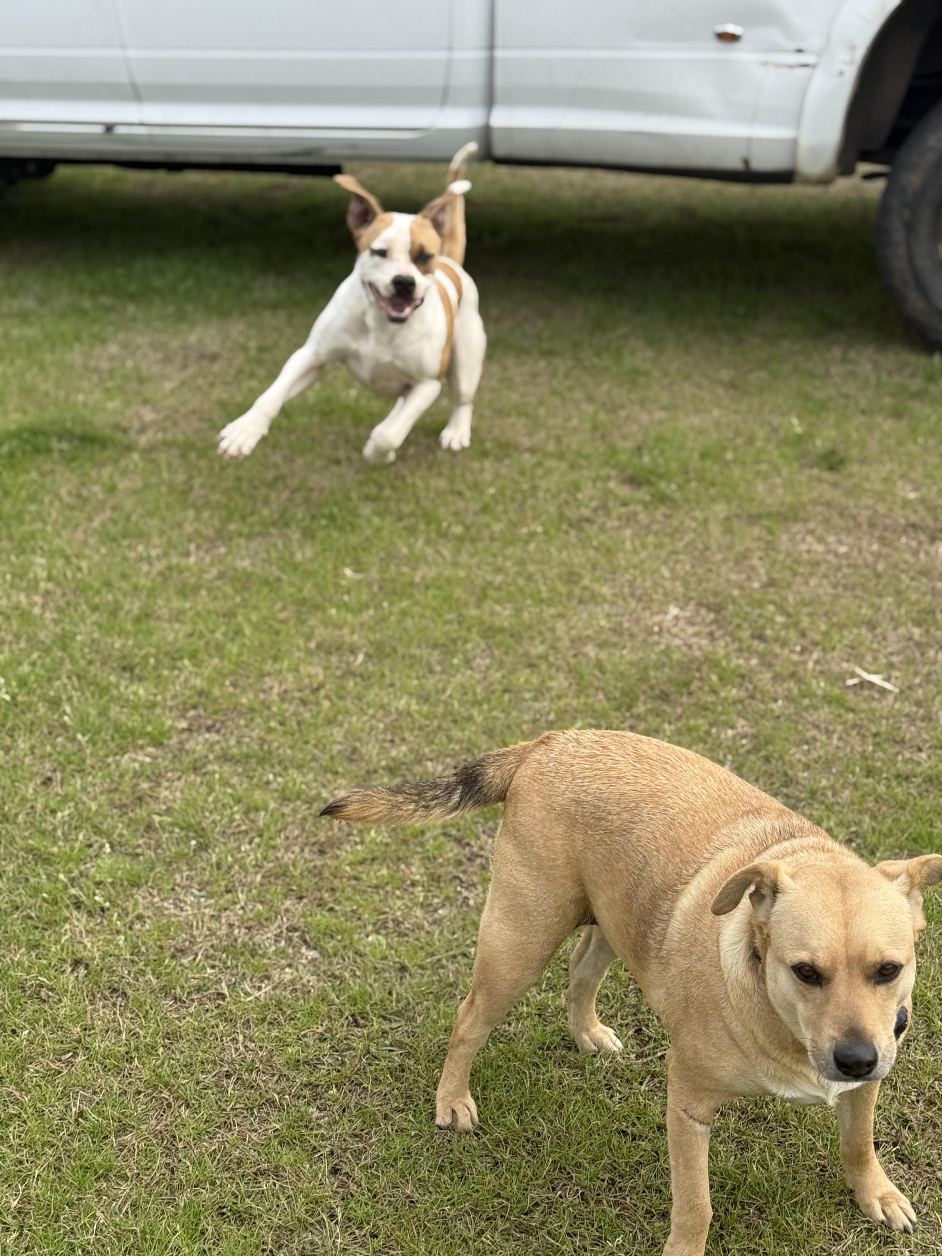 Enlarge Bandit, a Adoptable mixed breed in Mount Hermon, LA image 6/6