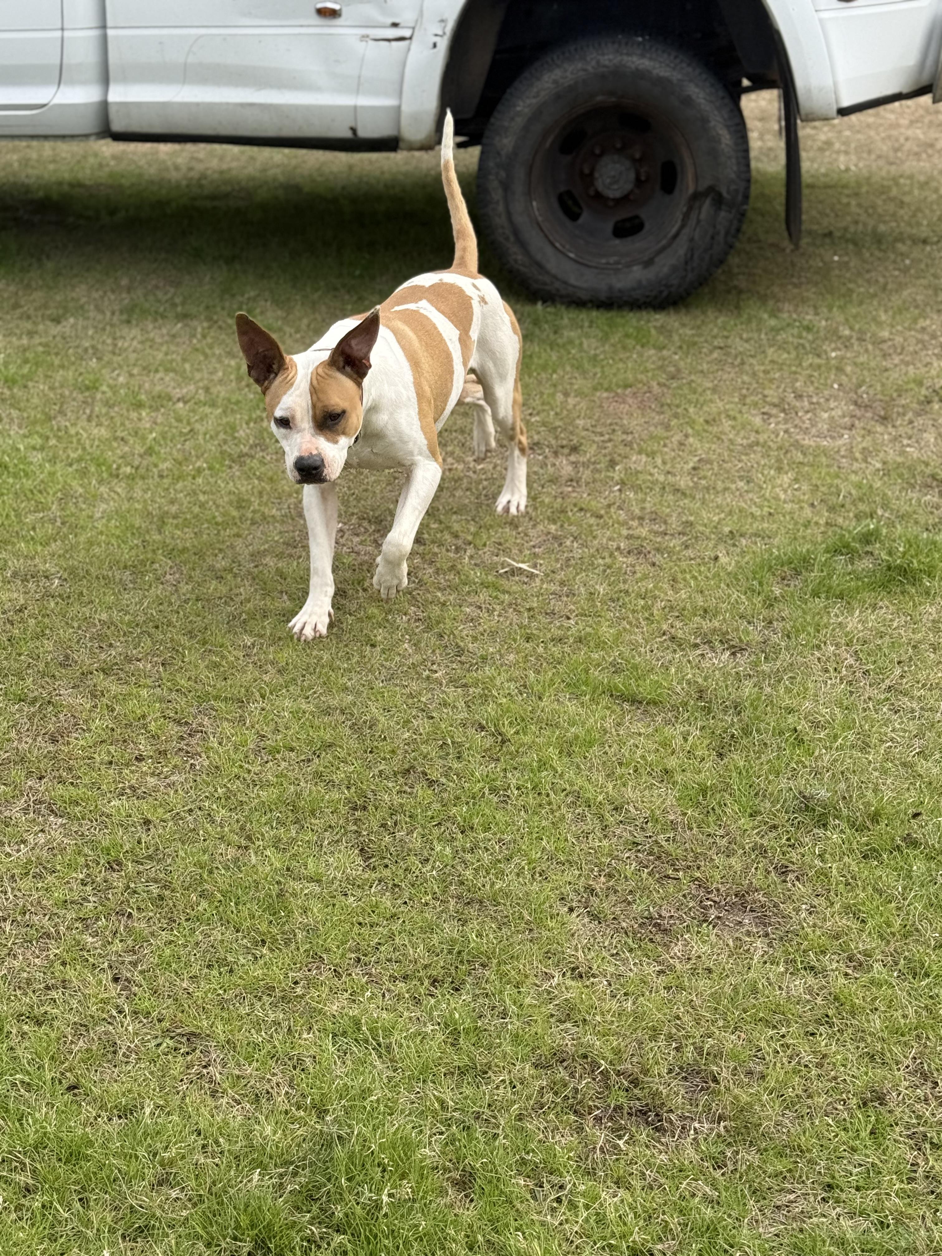 Enlarge Bandit, a Adoptable mixed breed in Mount Hermon, LA image 4/6