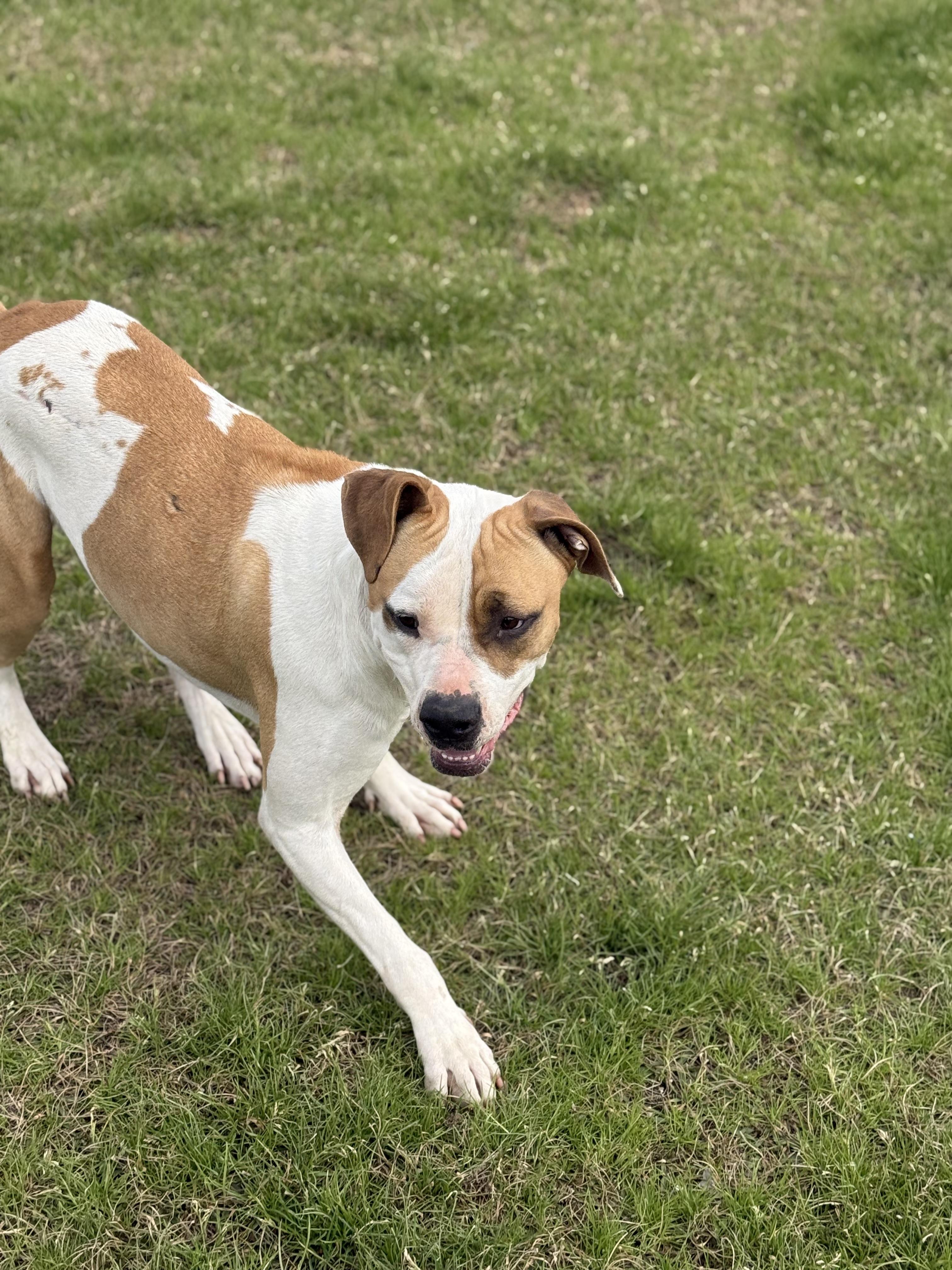 Enlarge Bandit, a Adoptable mixed breed in Mount Hermon, LA image 3/6