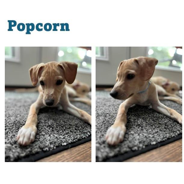 Popcorn thumbnail 5