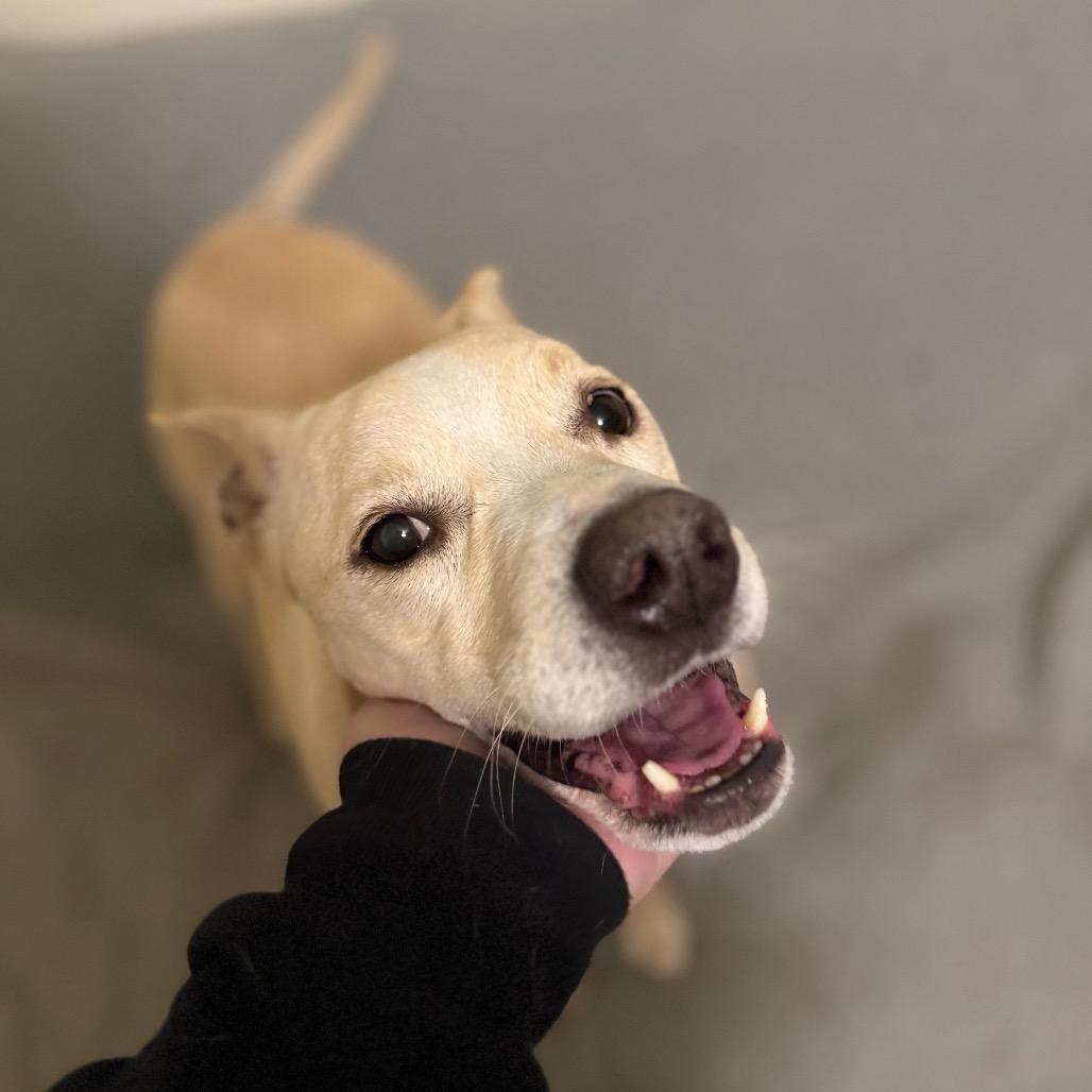 Shadow, Adoptable, Adult Male Labrador Retriever.