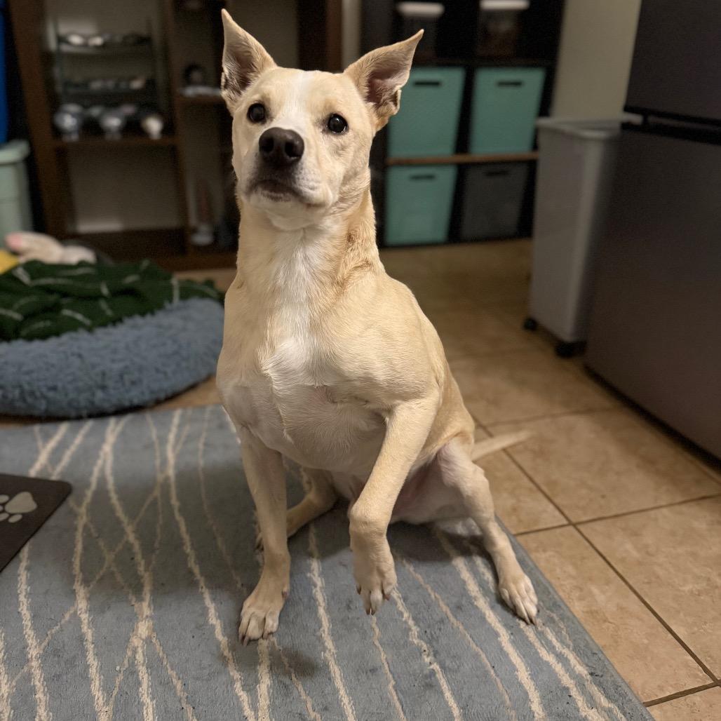 Enlarge Shadow, a Adoptable mixed breed in Vallejo, CA image 1/6