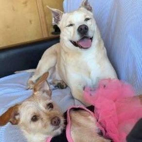 Shadow, Adoptable, Adult Male Shar-Pei.