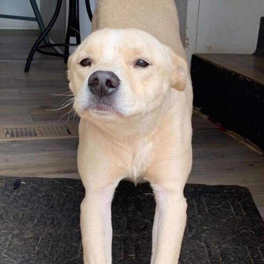 Enlarge Shadow, a Adoptable mixed breed in Vallejo, CA image 3/6