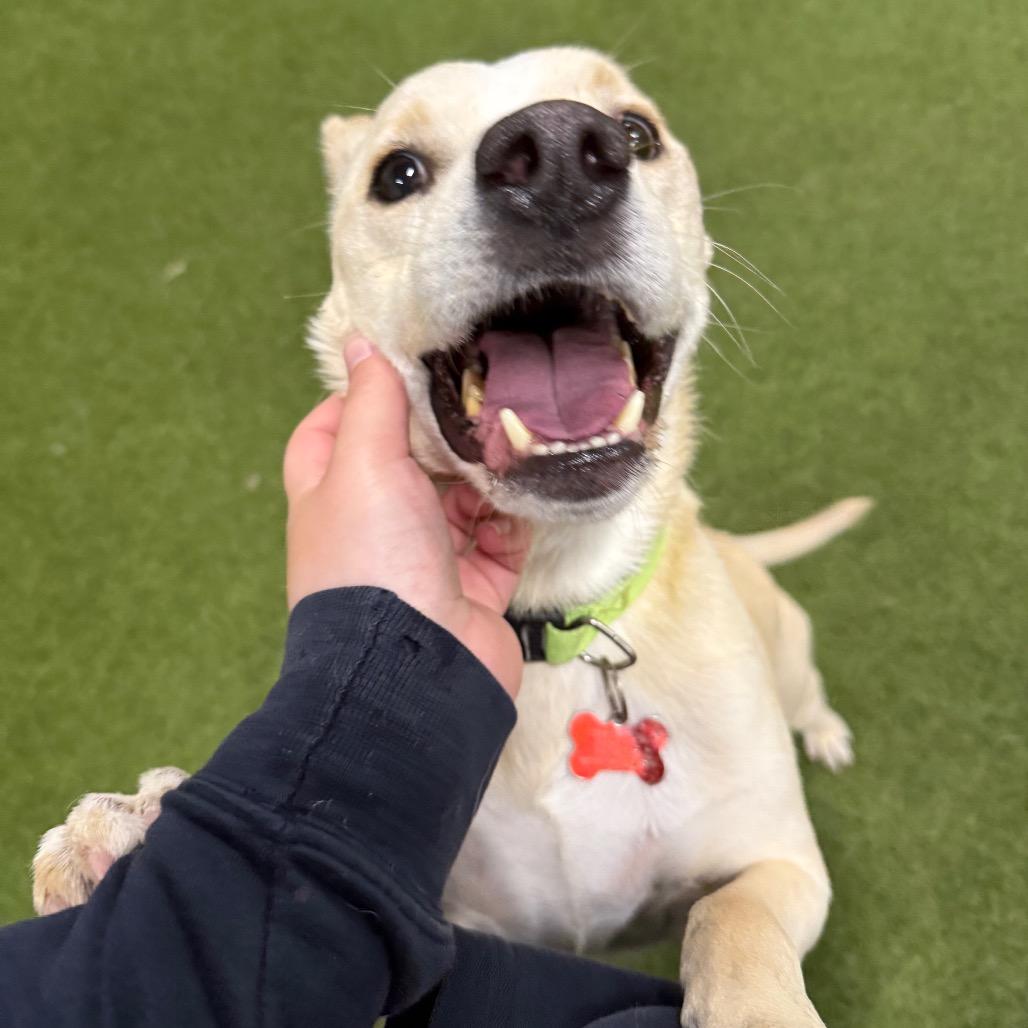 Enlarge Shadow, a Adoptable mixed breed in Vallejo, CA image 4/6