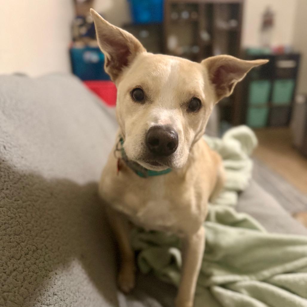 Enlarge Shadow, a Adoptable mixed breed in Vallejo, CA image 5/6