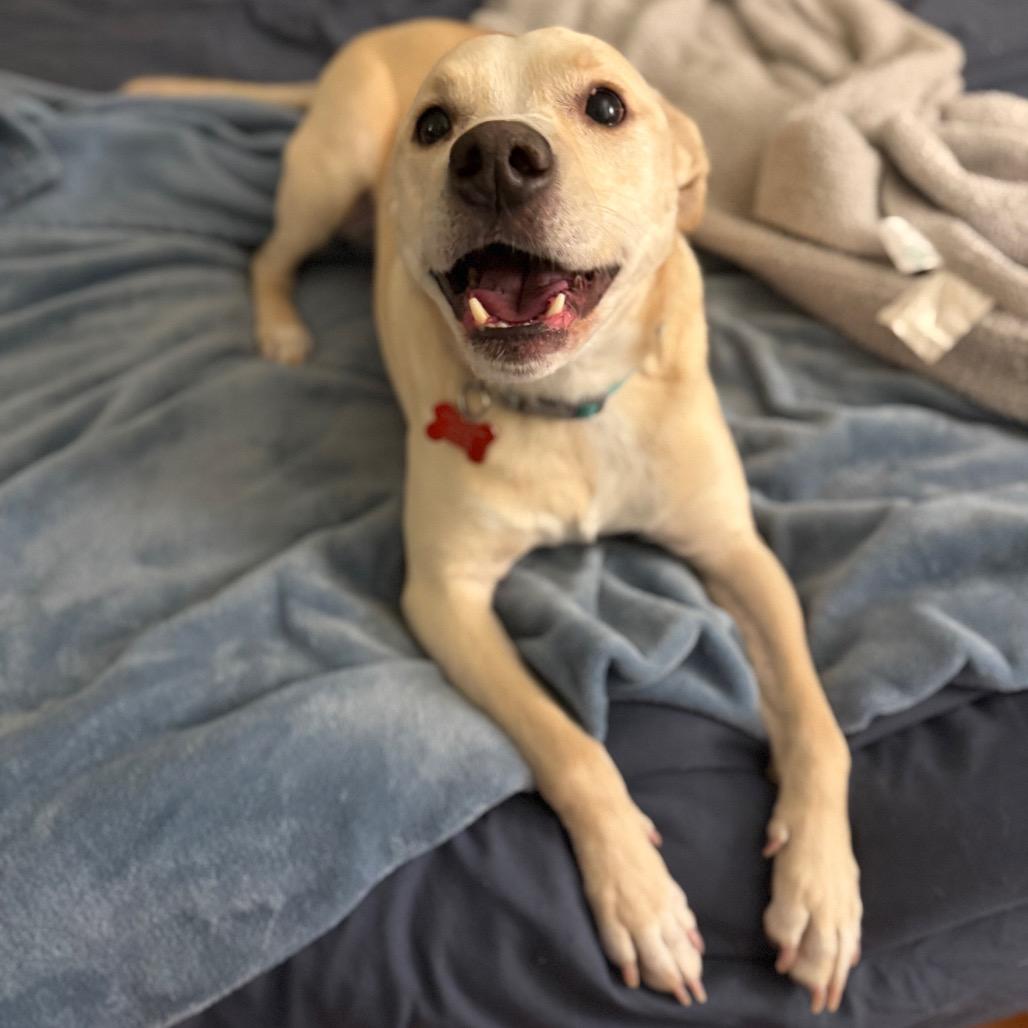 Enlarge Shadow, a Adoptable mixed breed in Vallejo, CA image 6/6