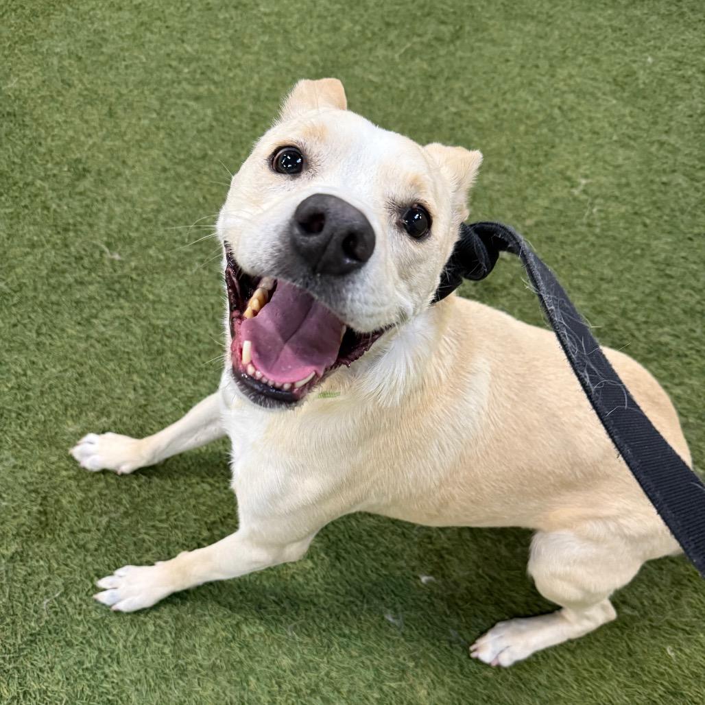 Enlarge Shadow, a Adoptable mixed breed in Vallejo, CA image 5/6
