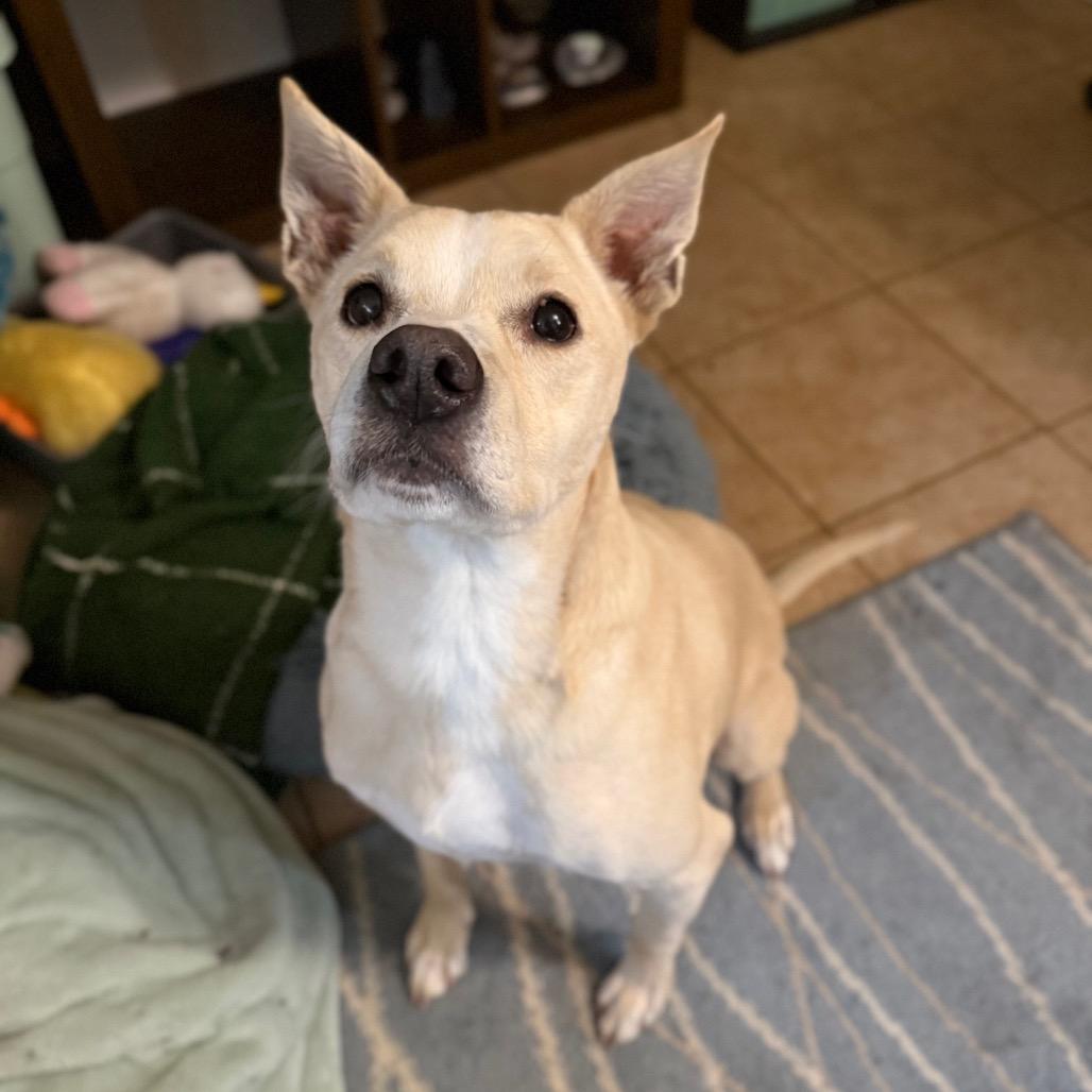 Enlarge Shadow, a Adoptable mixed breed in Vallejo, CA image 6/6