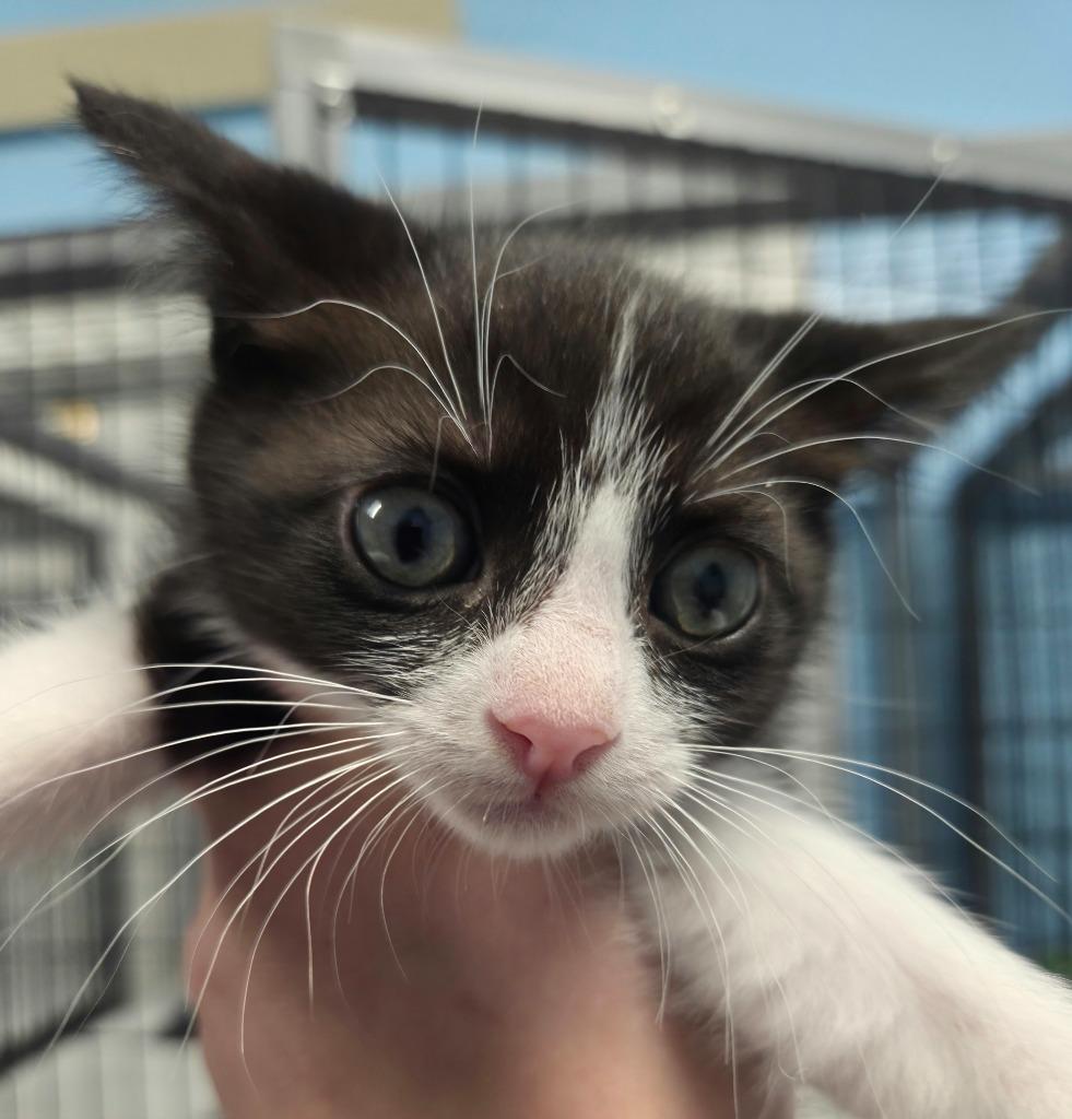 Callie, Adoptable, Kitten Female Domestic Short Hair.