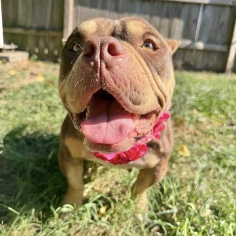 Enlarge Peaches, a Adoptable American Bully in Boulder, CO image 3/5