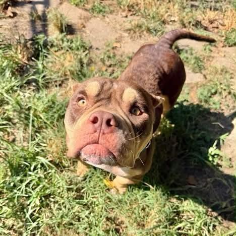 Enlarge Peaches, a Adoptable American Bully in Boulder, CO image 1/5