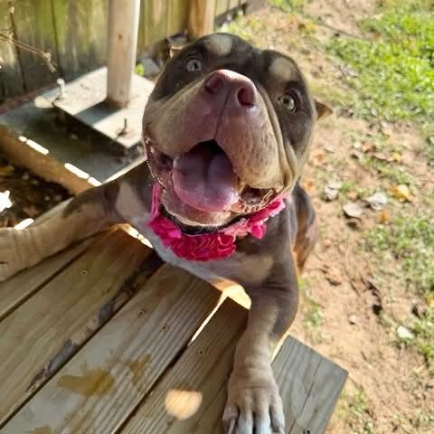 Enlarge Peaches, a Adoptable American Bully in Boulder, CO image 5/5