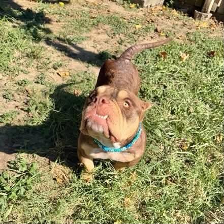 Enlarge Peaches, a Adoptable American Bully in Boulder, CO image 4/5