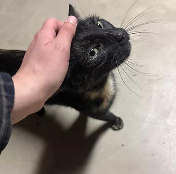 Enlarge Tortilla, a Adopted Domestic Short Hair in Vernon, VT image 3/4