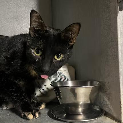 Enlarge Tortilla, a Adopted Domestic Short Hair in Vernon, VT image 2/4