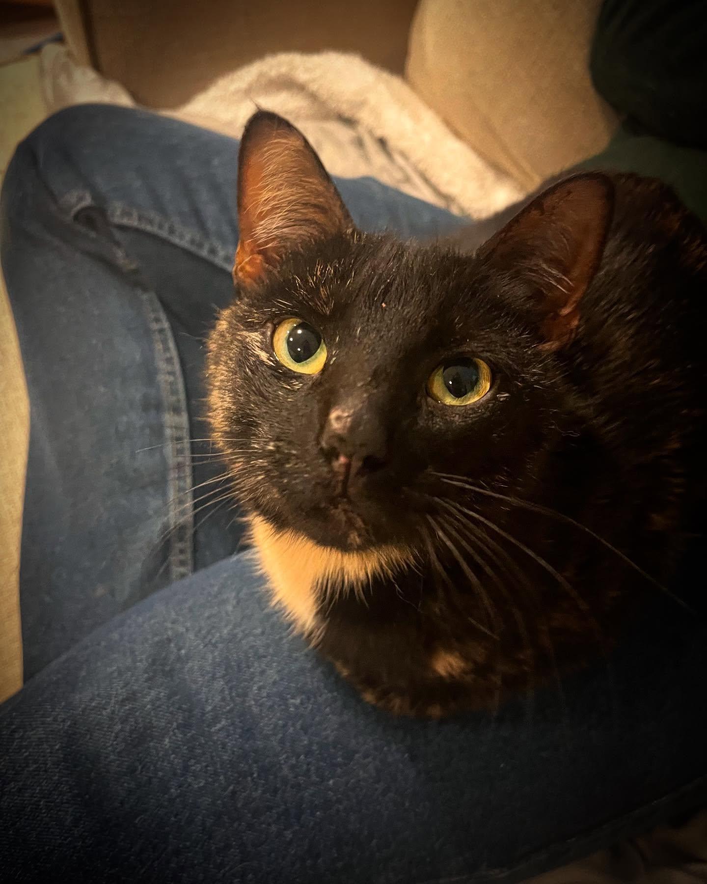 Tortilla, Adopted, Young Female Domestic Short Hair.