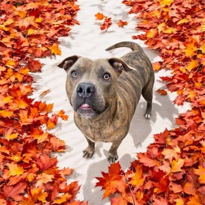 Enlarge Queen, a Adoptable mixed breed in Georgetown, SC image 1/1