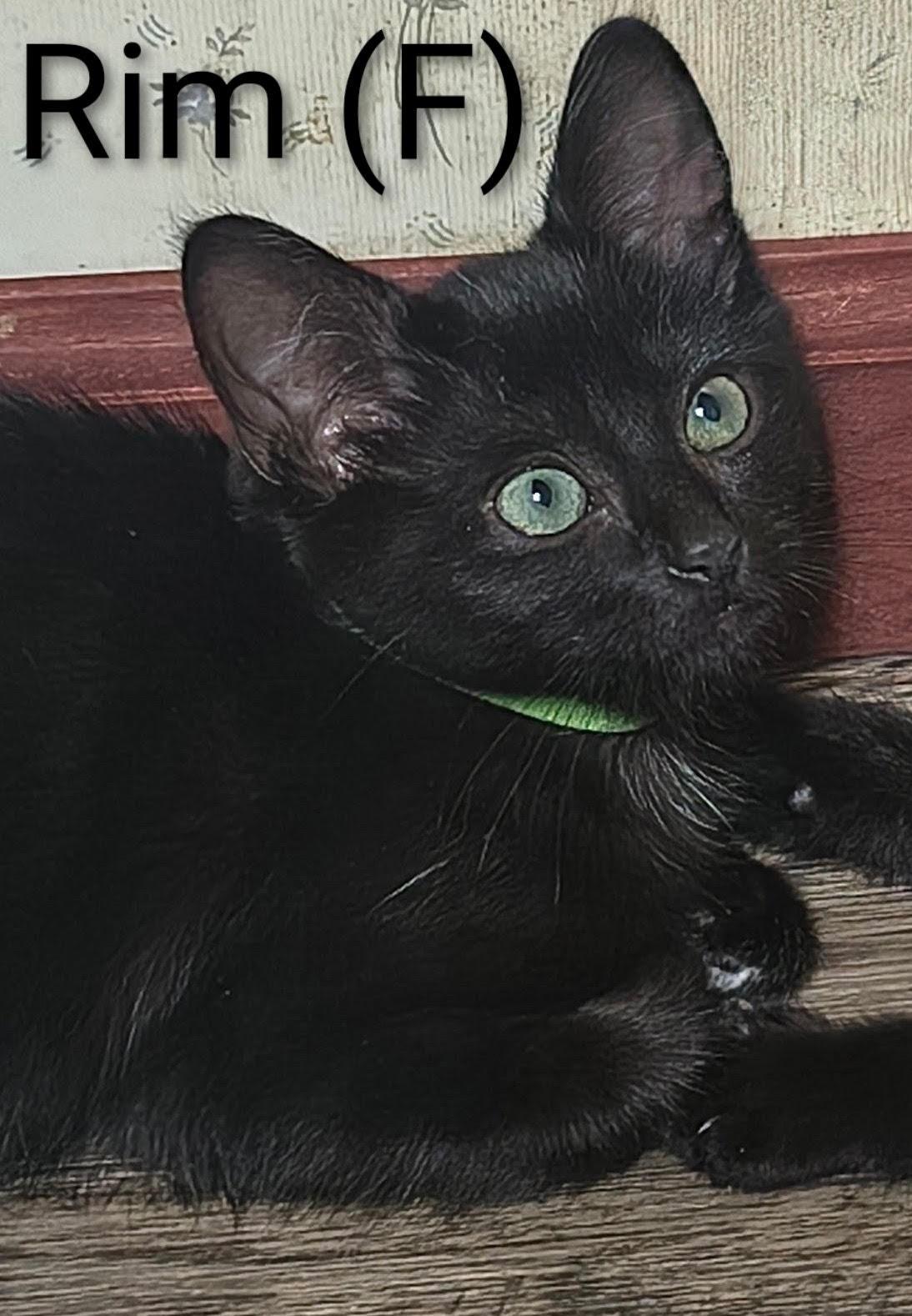 Enlarge Rim, a Adoptable Domestic Short Hair in Saugerties, NY image 1/2