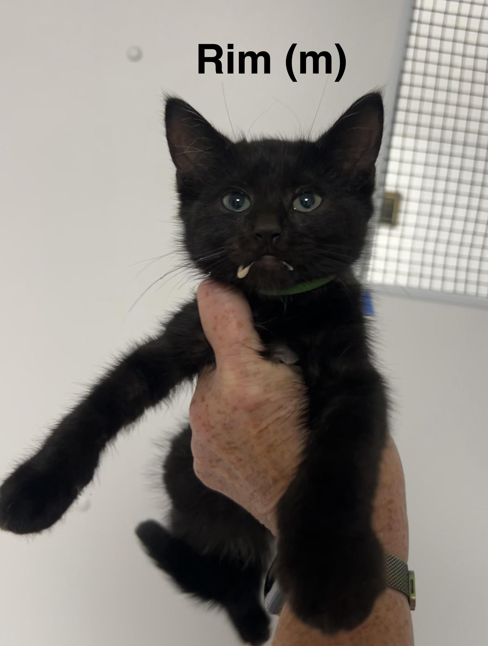 Enlarge Rim, a Adoptable Domestic Short Hair in Saugerties, NY image 2/2