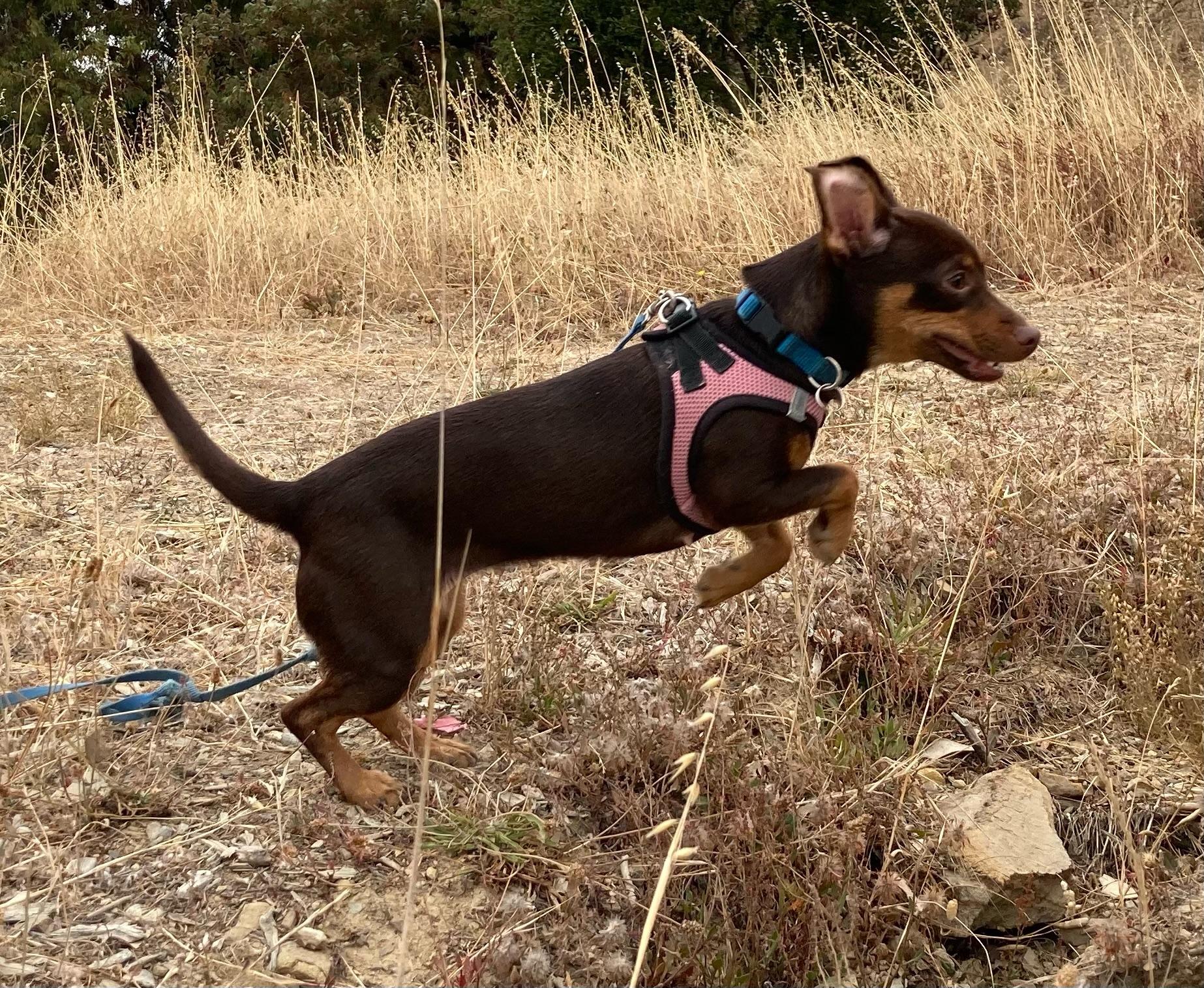 Sweet Tea, a ADOPTABLE Miniature Pinscher in Emeryville, CA image 2/2