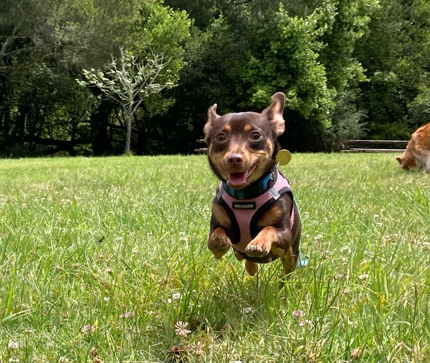 Sweet Tea, ADOPTABLE, Young Female Miniature Pinscher.
