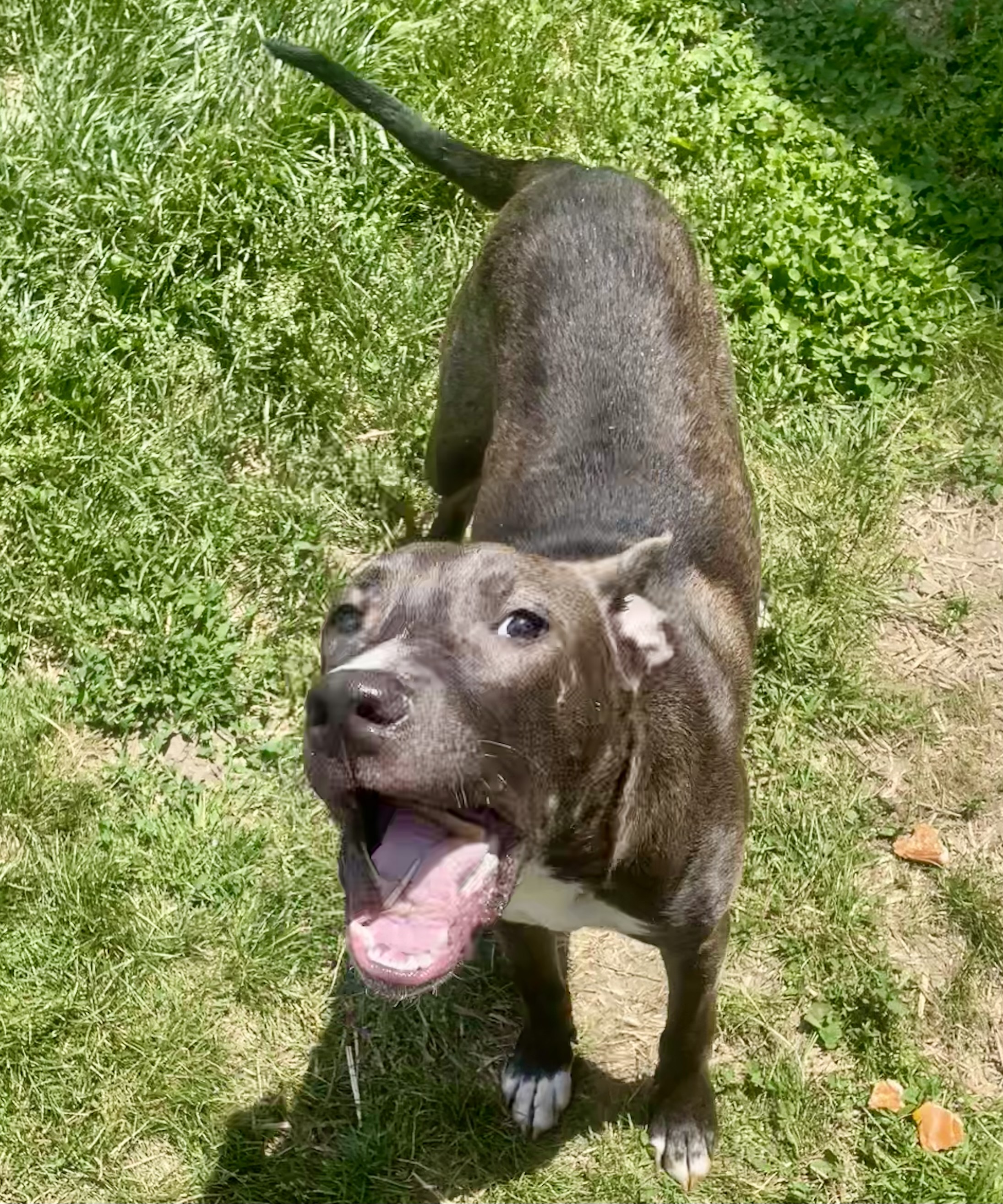 Animal Shelters Muncie Indiana 24 - 866uihx