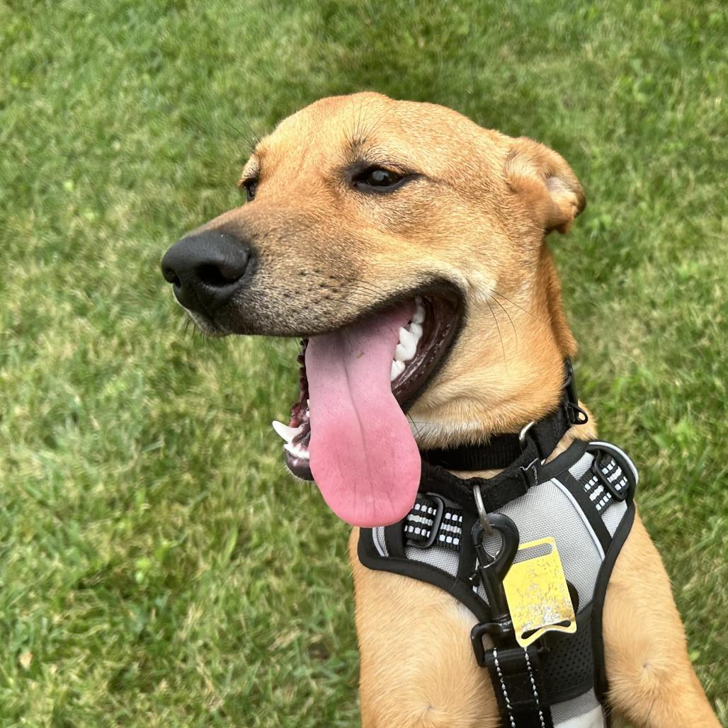 Enlarge Mikki, a Adoptable mixed breed in Zanesville, OH image 1/6