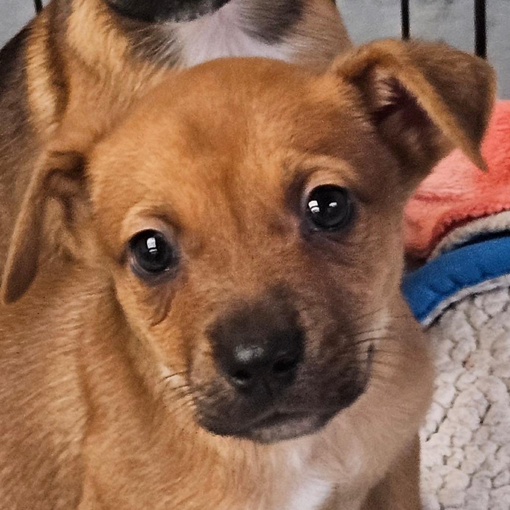 Enlarge Mikki, a Adoptable mixed breed in Zanesville, OH image 4/6